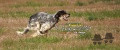 Setter Anglais DUPLO Setter Anglais DUPLO