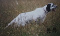 Setter Anglais BIBO Setter Anglais BIBO