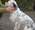 Setter Anglais JALNA Setter Anglais JALNA