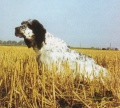 Setter Anglais LERRY Setter Anglais LERRY