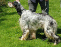 Setter Anglais LOUP Setter Anglais LOUP