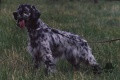 Setter Anglais TODAY Setter Anglais TODAY