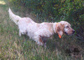Setter Anglais STELLA Setter Anglais STELLA