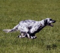 Setter Anglais AZOR Setter Anglais AZOR