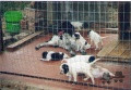 Setter Anglais KELLI Setter Anglais KELLI