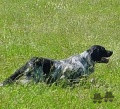 Setter Anglais NERO Setter Anglais NERO