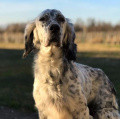 Setter Anglais STELLA Setter Anglais STELLA