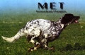 Setter Anglais MET Setter Anglais MET