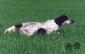 Setter Anglais BLUE Setter Anglais BLUE