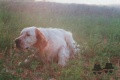Setter Anglais BORG Setter Anglais BORG