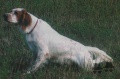 Setter Anglais BUSCH Setter Anglais BUSCH