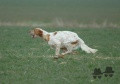 Setter Anglais KOS Setter Anglais KOS