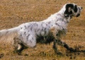 Setter Anglais UGO' Setter Anglais UGO'