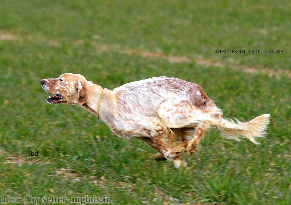 Pedigree Setter Anglais Arbre Genealogique Idem Des Belles Du Causse