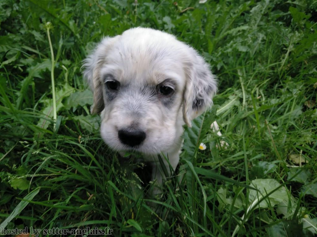 Pedigree Setter Anglais Arbre Genealogique Boss Pedigree Setter Anglais Arbre Genealogique Boss