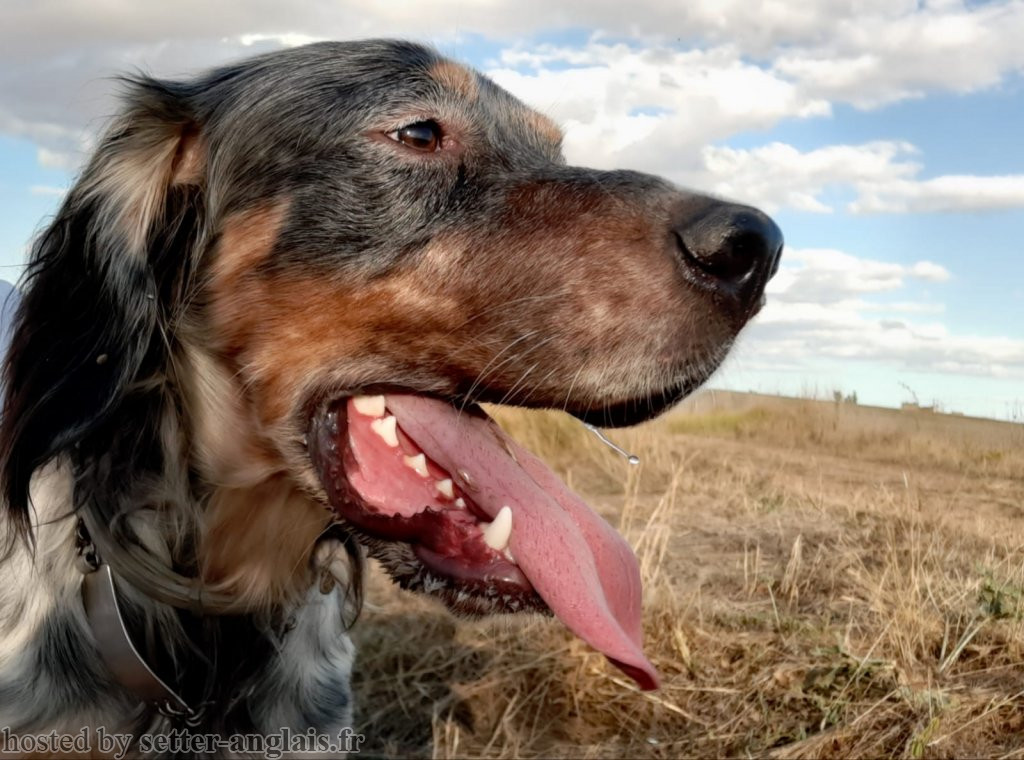Pedigree Setter Anglais Arbre Genealogique Boss Pedigree Setter Anglais Arbre Genealogique Boss